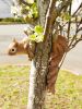 Clever Squirrel Tree Decoration